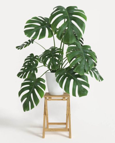 cay-monstera-deliciosa-4-1